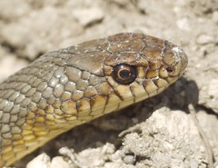 Dolichophis caspius
