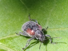 Neofidia humeralis