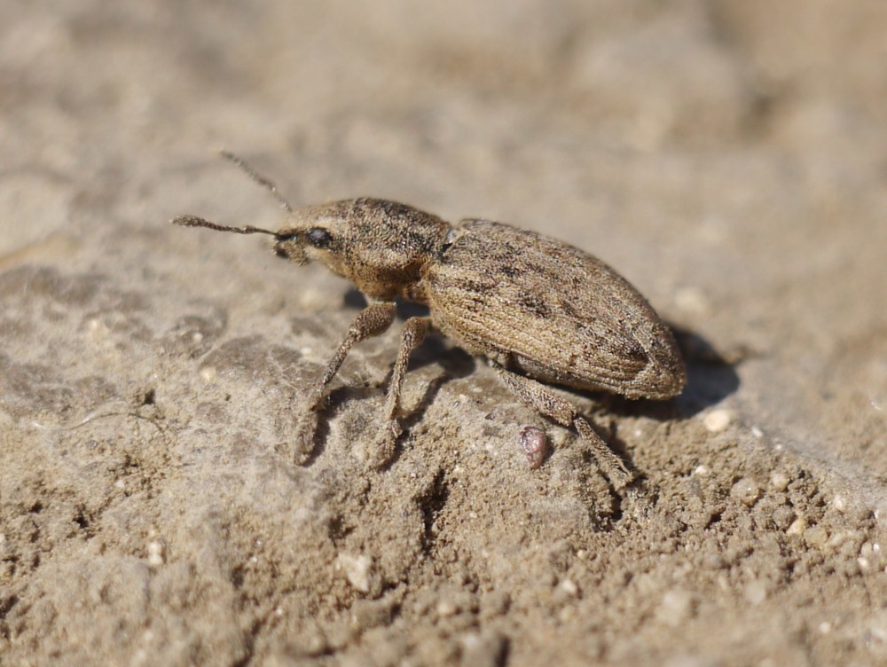 Tanymecus dilaticollis