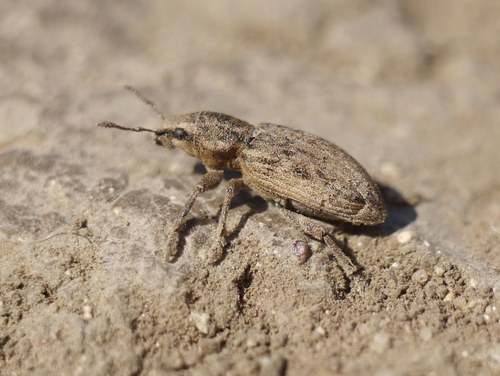 Tanymecus dilaticollis