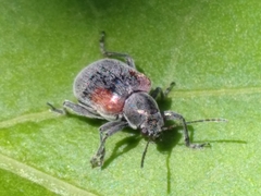 Neofidia humeralis