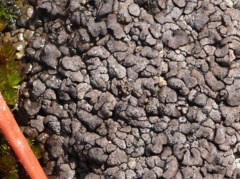 Dermatocarpon intestiniforme