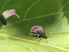 Neofidia humeralis