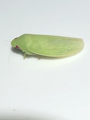 Chloronana