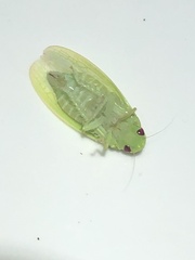 Chloronana