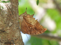 Consul excellens genini