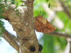 Consul excellens genini