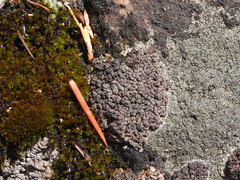 Dermatocarpon intestiniforme