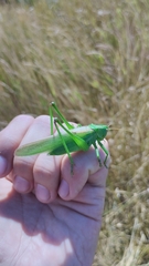 Gampsocleis schelkovnikovae