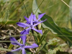 Vinca herbacea