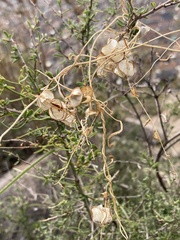 Dioscorea saxatilis
