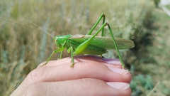 Gampsocleis schelkovnikovae