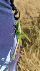 Gampsocleis schelkovnikovae