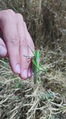 Gampsocleis schelkovnikovae