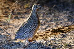 Coturnix pectoralis