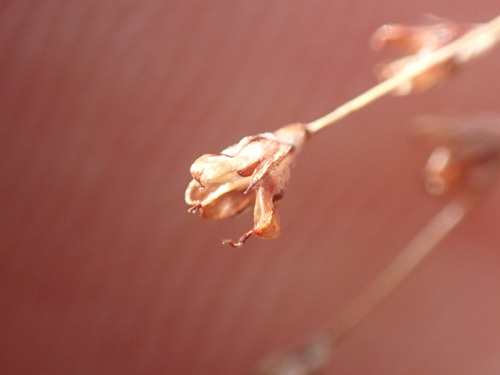 Image of Juncus kelloggii by (c) Chris Fluit, some rights reserved (CC BY)