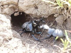 Lethrus apterus