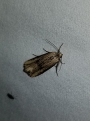 Crambodes talidiformis