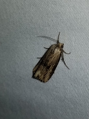 Crambodes talidiformis