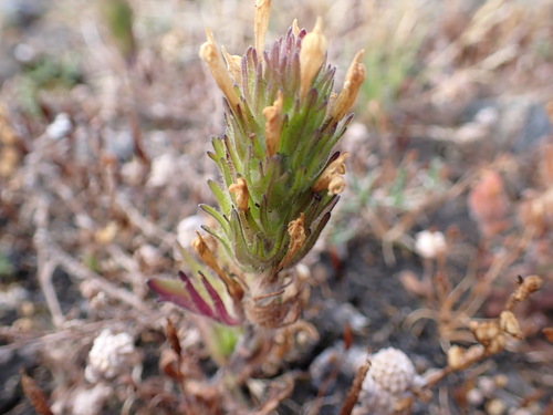 Image of Castilleja victoriae by (c) Chris Fluit, some rights reserved (CC BY)