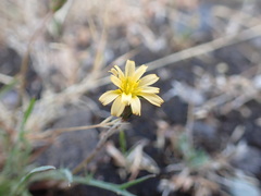 Microseris bigelovii