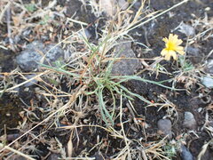 Microseris bigelovii