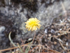 Microseris bigelovii