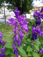 Campanula latifolia