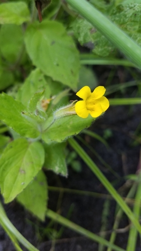 Erythranthe ptilota (Erythranthe ptilota)