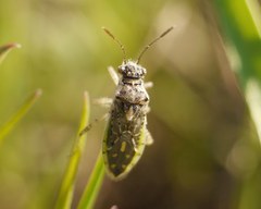 Brachycarenus tigrinus