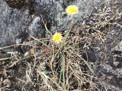 Microseris bigelovii