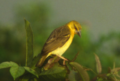 Ploceus cucullatus