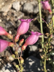 Penstemon floridus