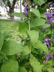 Campanula latifolia