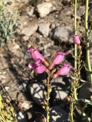 Penstemon floridus