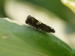Lepidoptera