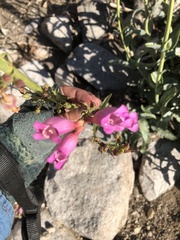 Penstemon floridus