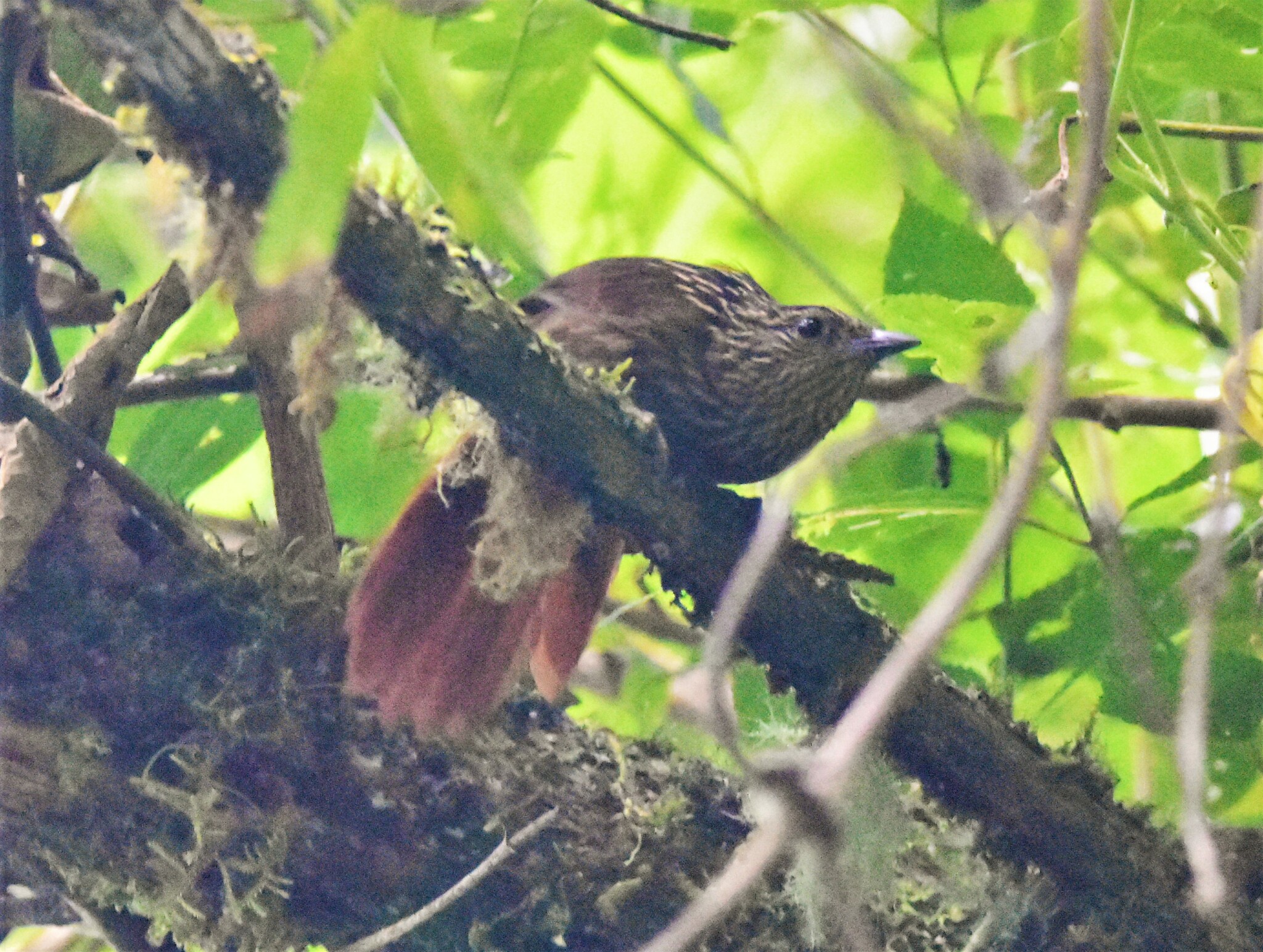 Striped Treehunter (Thripadectes holostictus), photo 5