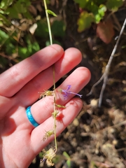 Campanula prenanthoides