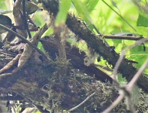 Striped Treehunter (Thripadectes holostictus), photo 5