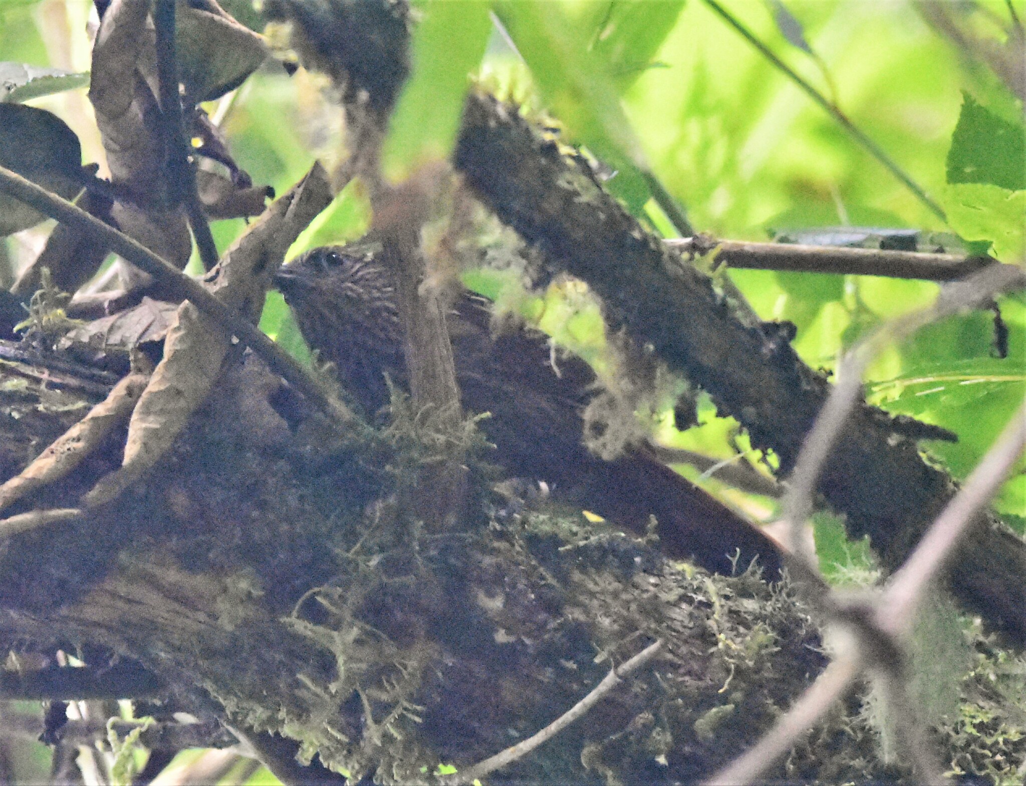 Striped Treehunter (Thripadectes holostictus), photo 6