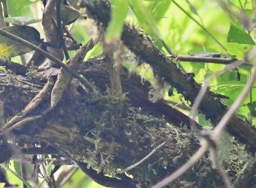 Striped Treehunter (Thripadectes holostictus), photo 7
