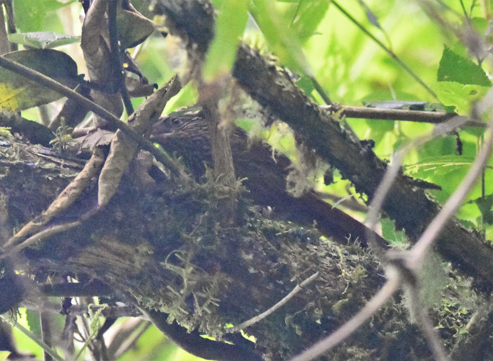 Striped Treehunter (Thripadectes holostictus), photo 7