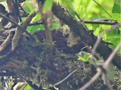 Striped Treehunter (Thripadectes holostictus), photo 8