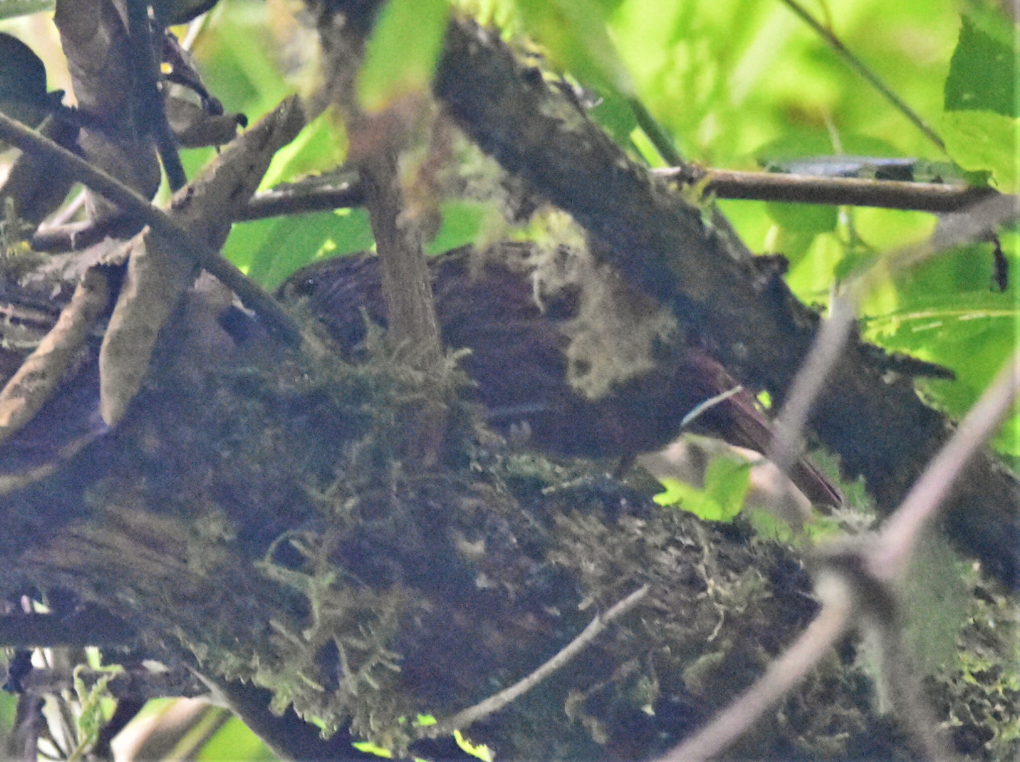 Striped Treehunter (Thripadectes holostictus), photo 8