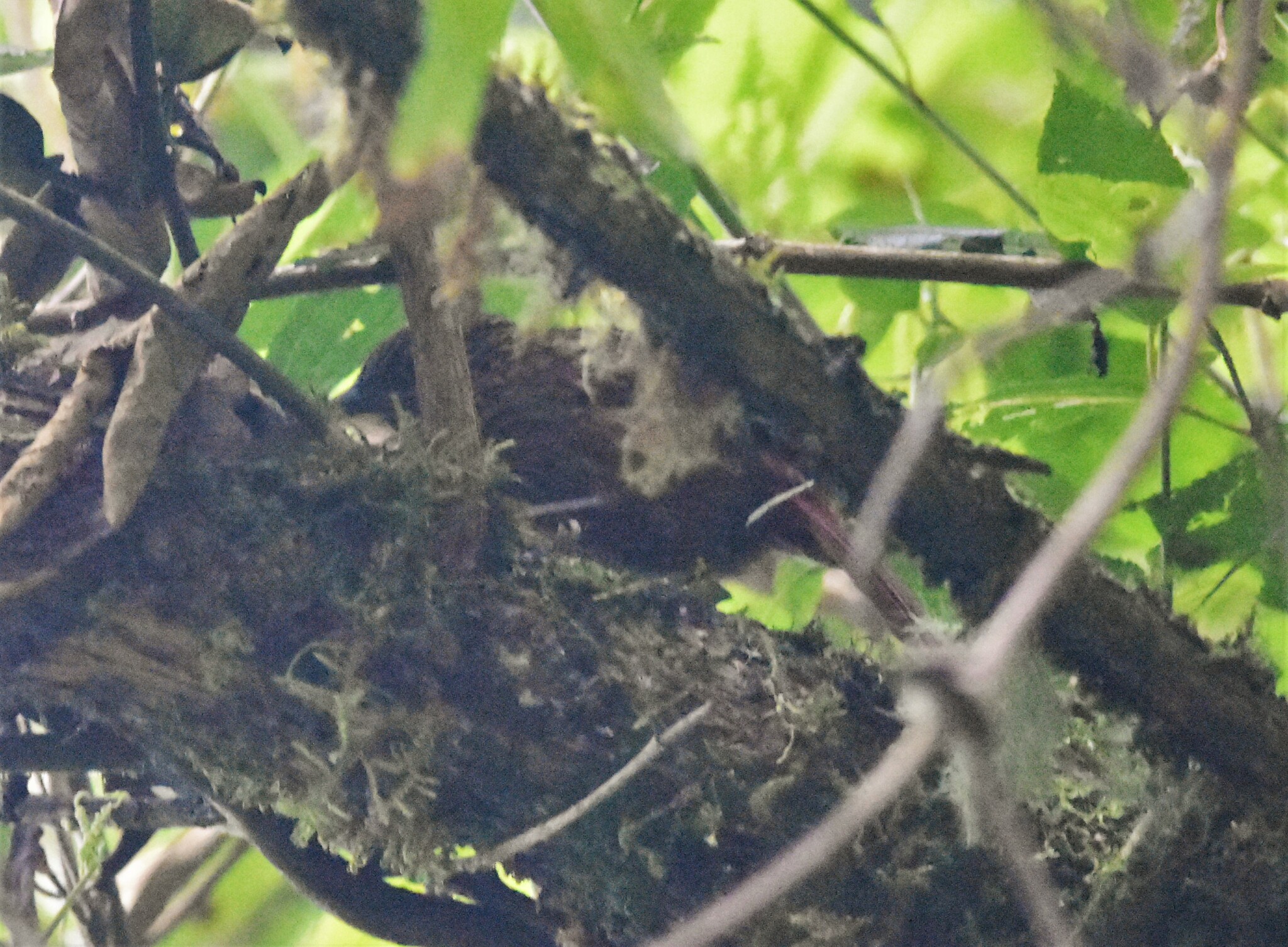 Striped Treehunter (Thripadectes holostictus), photo 9