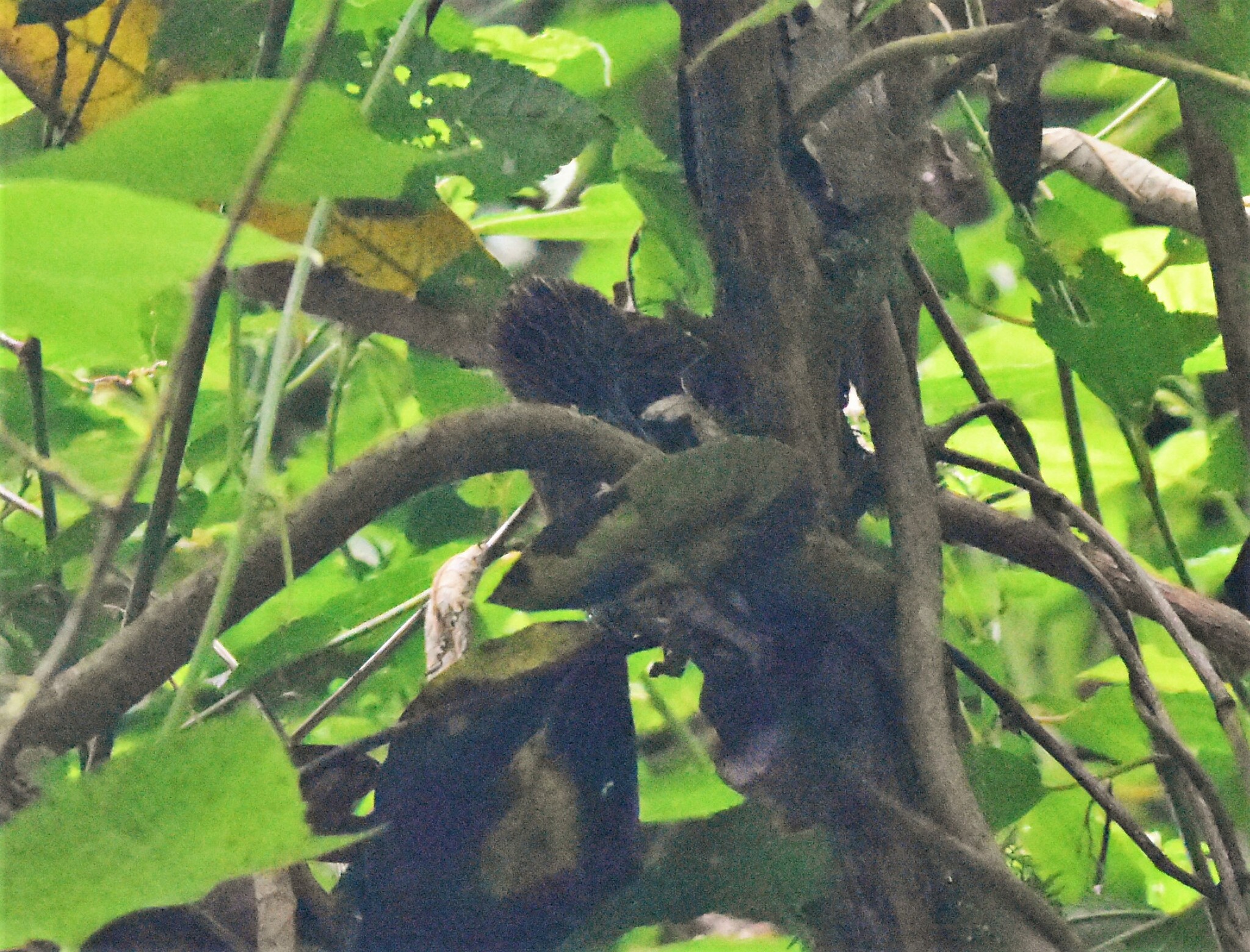 Striped Treehunter (Thripadectes holostictus), photo 10