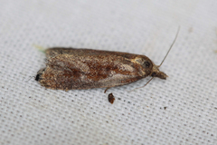 Endothenia quadrimaculana