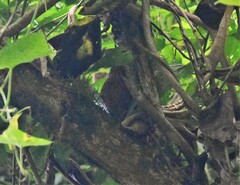 Thripadectes holostictus