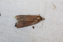 Endothenia quadrimaculana